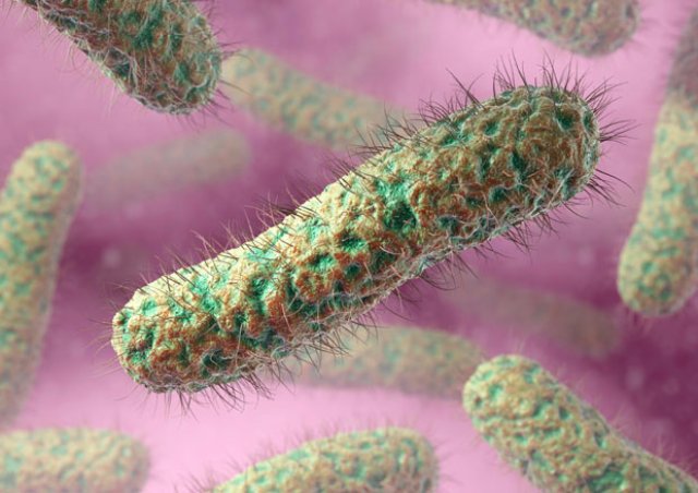 Ресничные палочковидные бактерии