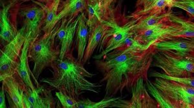 Ученые научились изменять антитела на стволовые клетки без риска для здоровья человека