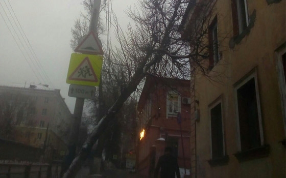 На улице Фокина в Брянске дерево упало на жилой дом