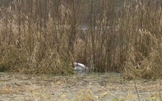 В Брянске спасают раненого лебеда: разыскиваются добровольцы