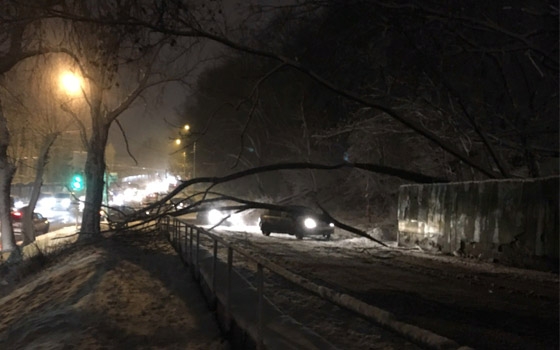 На Покровской Горе в Брянске на дорогу рухнуло дерево