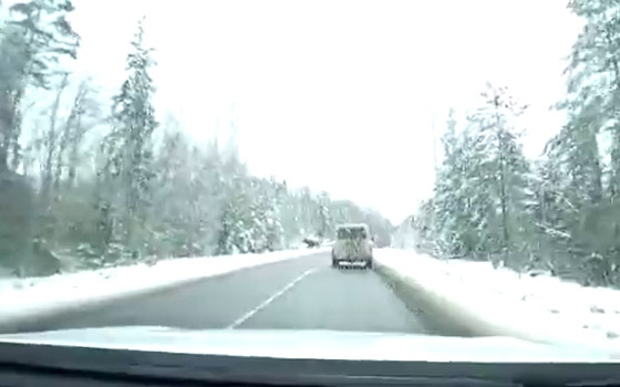 «Лось, дети, лось! Охренеть!»: на трассе под Брянском сняли на видео лося